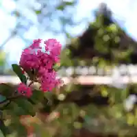 三津厳島神社の自然