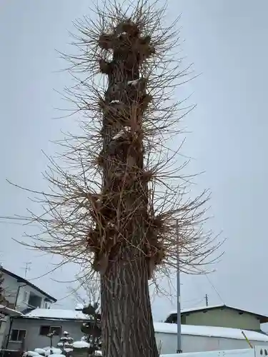 春日神社の自然