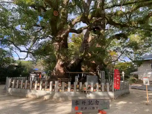 宇美八幡宮の自然