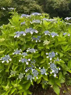 粟井神社(香川県)