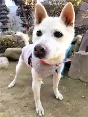 潮見神社の動物