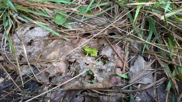 雨紛神社の動物