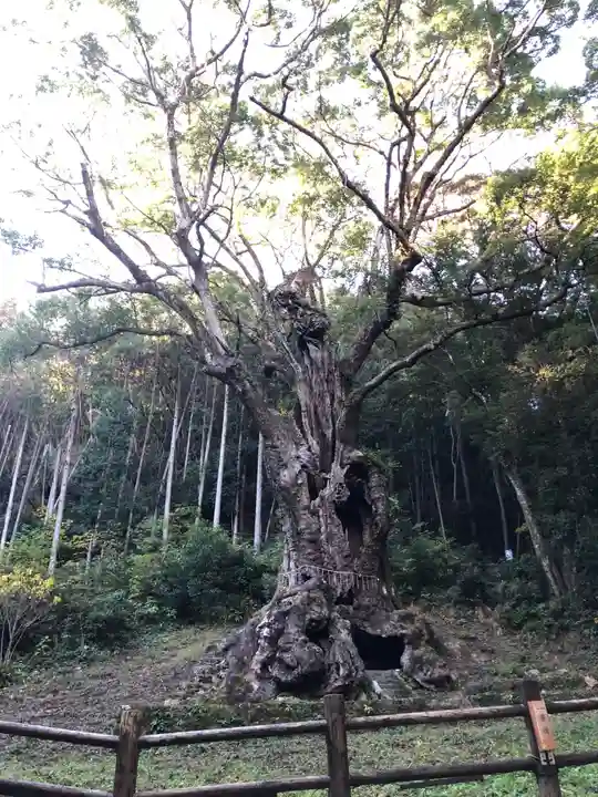 武雄神社の自然