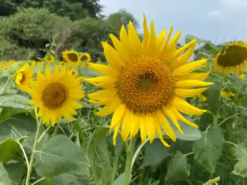 愛宕神社の自然