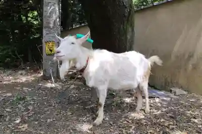 水稲荷神社の動物