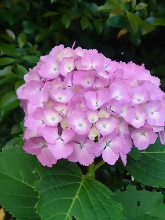 座間神社(神奈川県)