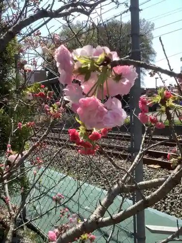 上地八幡宮の自然
