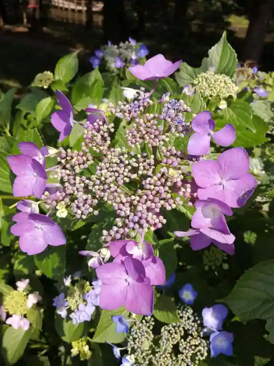 間々田八幡宮の自然