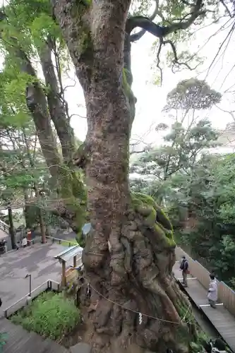 來宮神社の自然