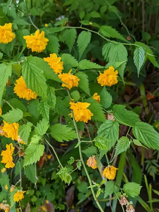 松尾大社(京都府)