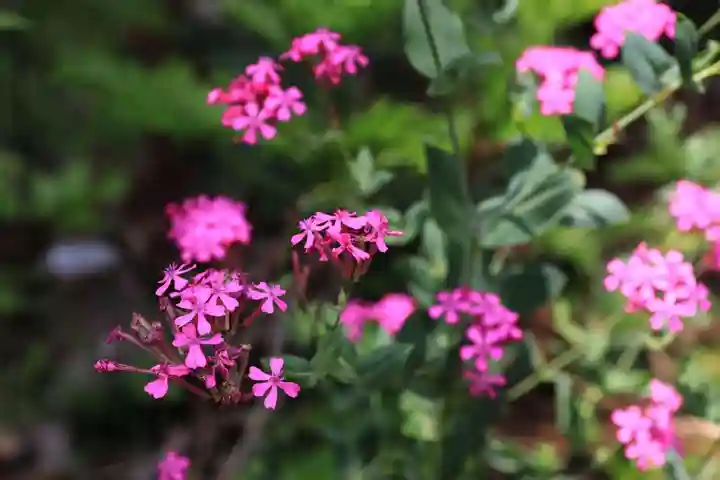 岩上神社の自然