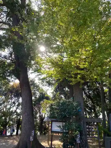 篠原八幡神社の自然