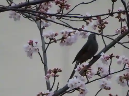 三輪神社の動物