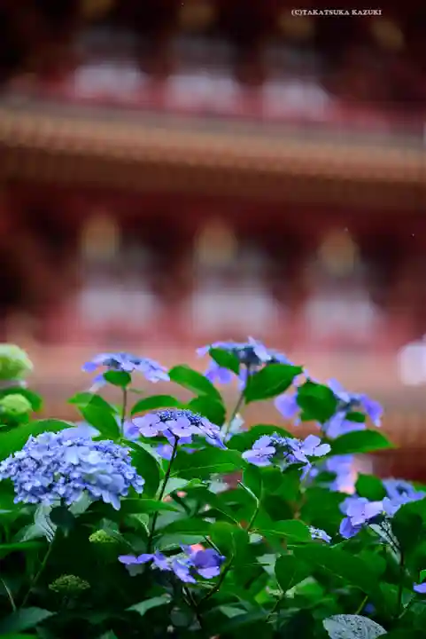 高幡不動尊 金剛寺(東京都)