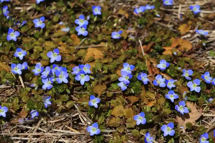 隠津島神社の自然