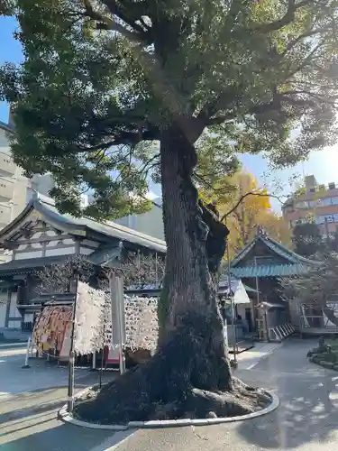 湯島天満宮の自然