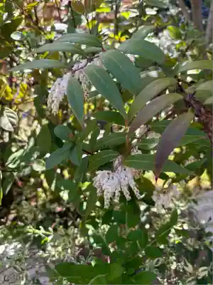 東京大神宮(東京都)