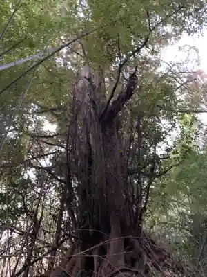 日吉神社の自然