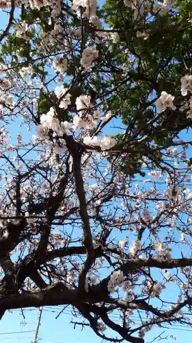 新琴似神社の自然