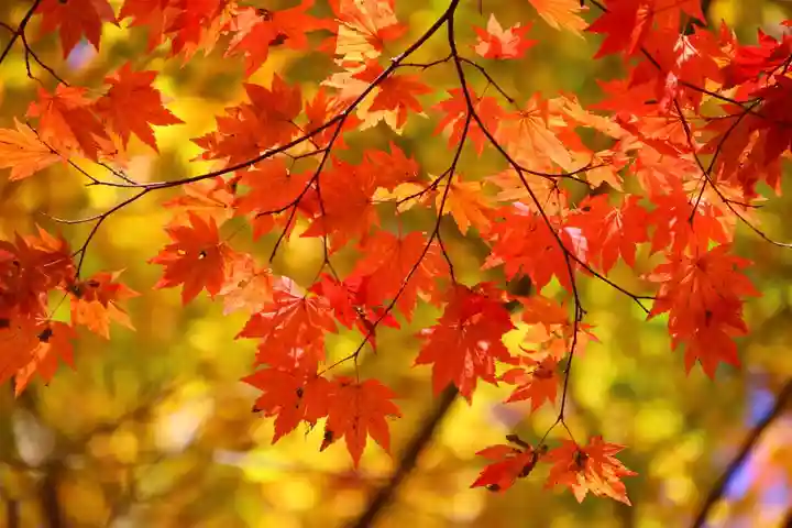 隠津島神社の自然
