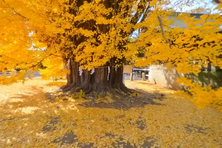 葛飾八幡宮(千葉県)