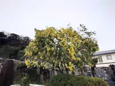 来迎寺（材木座）(神奈川県)