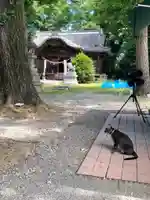 網戸神社の動物