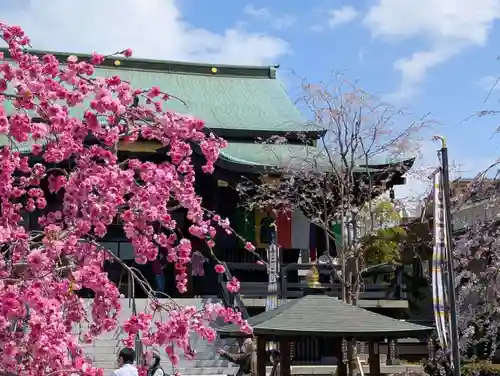 宝勝山　南藏院   蓮光寺(東京都)
