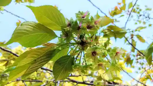 平野神社の自然