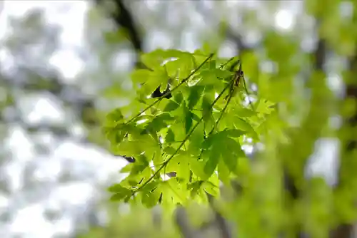 眞田神社の自然