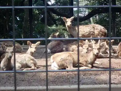 天照皇大神(神奈川県)