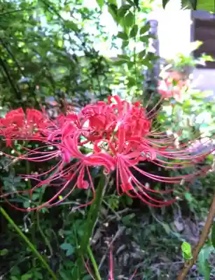 鷺宮八幡神社(東京都)
