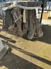 守谷総鎮守 八坂神社(茨城県)