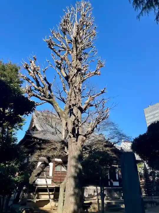 本立寺の{uncategorized: "未分類", other: "その他", undefined: "問題あり", building: "その他建物", grave: "お墓", sacred_gate: "鳥居", guardian: "狛犬", statue: "像", buddha: "仏像", history: "歴史", nature: "自然", garden: "庭園", animal: "動物", pagoda: "塔", temizu: "手水舎", mountain_gate: "山門・神門", sanctuary: "本殿・本堂", subordinate: "末社・摂社", art: "芸術", scenery: "景色", jizo: "地蔵", ema: "絵馬", goshuin: "御朱印", omikuji: "おみくじ", items: "授与品その他", amulet: "お守り", goshuincho: "御朱印帳", eats: "食事", festival: "お祭り", votive_dance: "神楽", shichigosan: "七五三参", wedding: "結婚式", experience: "体験その他", initially: "初詣", around: "周辺", anti_infection: "感染症対策"}