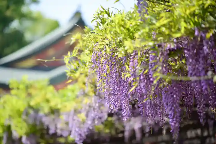 日枝神社の自然