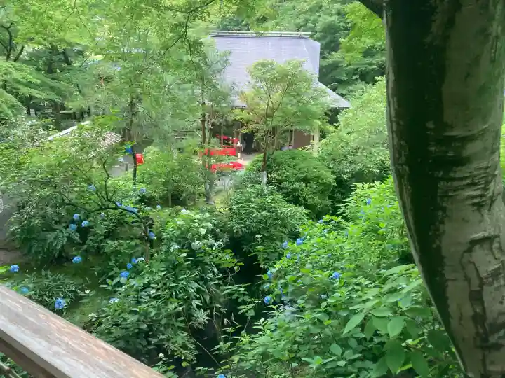 明月院(神奈川県)
