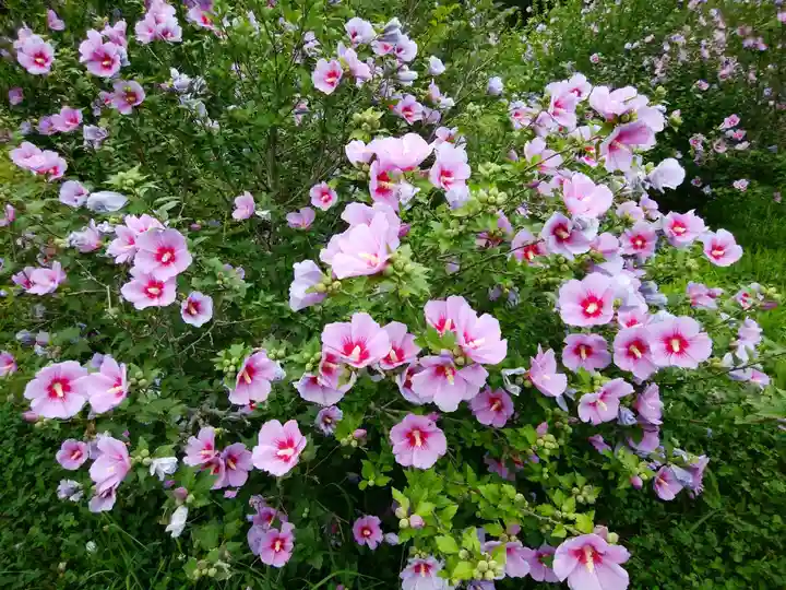 女満別神社の自然