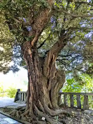 湯島聖堂の自然