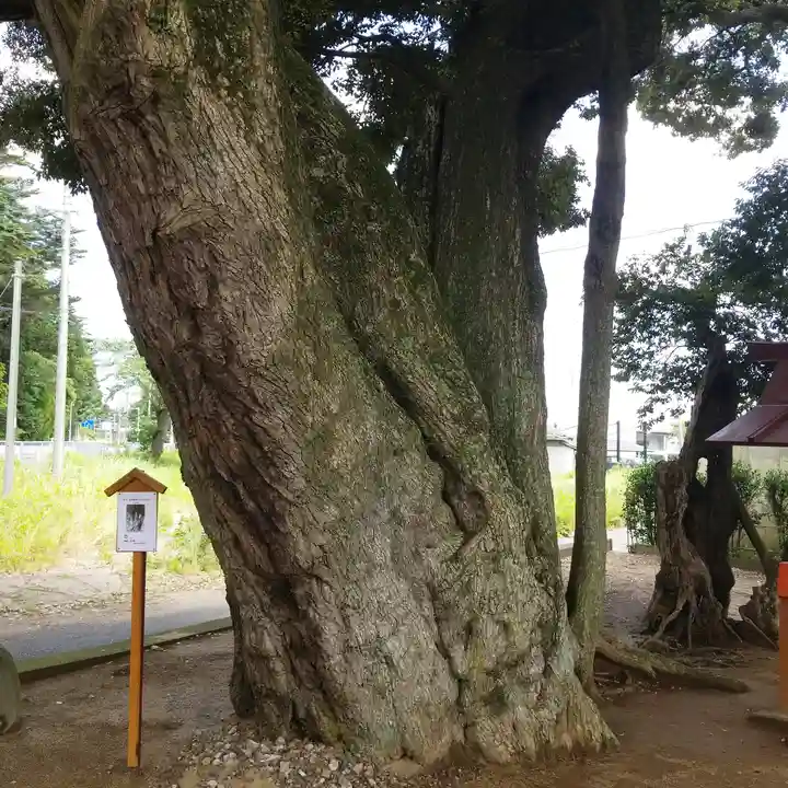 道路衢神の自然