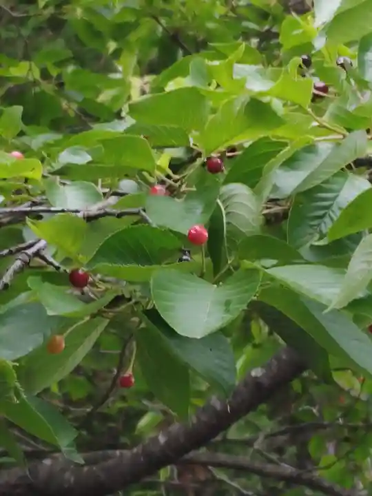 鹿島大神宮の自然