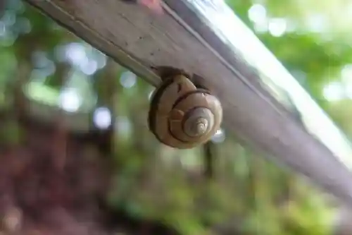 如意輪寺の動物