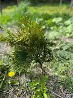 🌸乙部八幡神社(北海道)