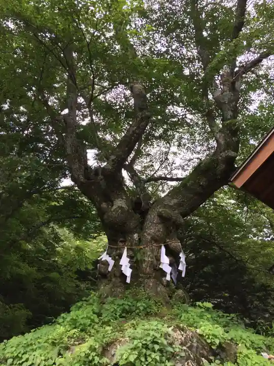 熊野皇大神社の自然