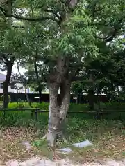 日和佐八幡神社の自然