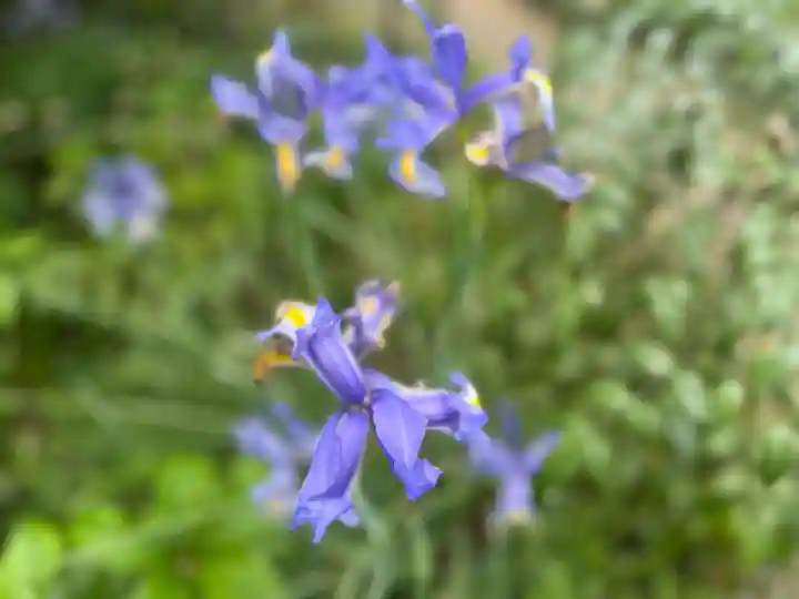 子安地蔵寺の{uncategorized: "未分類", other: "その他", undefined: "問題あり", building: "その他建物", grave: "お墓", sacred_gate: "鳥居", guardian: "狛犬", statue: "像", buddha: "仏像", history: "歴史", nature: "自然", garden: "庭園", animal: "動物", pagoda: "塔", temizu: "手水舎", mountain_gate: "山門・神門", sanctuary: "本殿・本堂", subordinate: "末社・摂社", art: "芸術", scenery: "景色", jizo: "地蔵", ema: "絵馬", goshuin: "御朱印", omikuji: "おみくじ", items: "授与品その他", amulet: "お守り", goshuincho: "御朱印帳", eats: "食事", festival: "お祭り", votive_dance: "神楽", shichigosan: "七五三参", wedding: "結婚式", experience: "体験その他", initially: "初詣", around: "周辺", anti_infection: "感染症対策"}