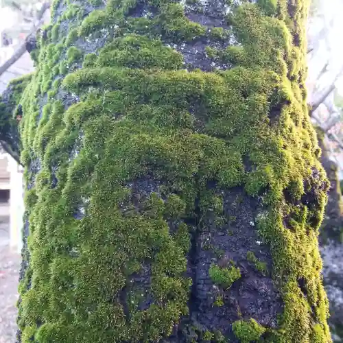 香取神社の自然