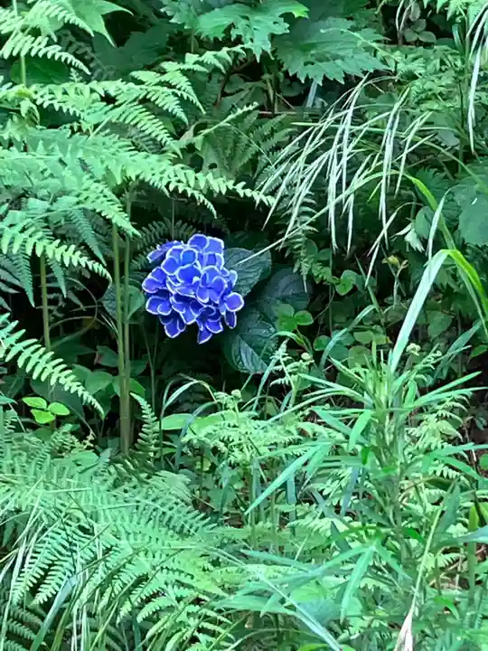 大山祇神社の自然
