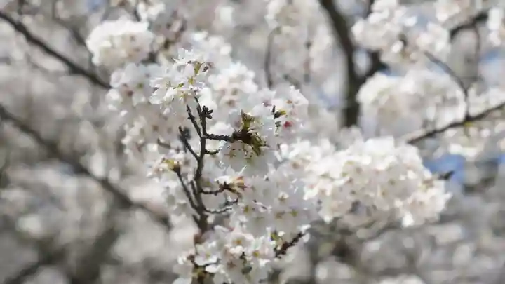 吉備津彦神社の自然