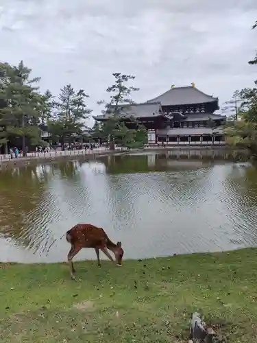 東大寺の動物