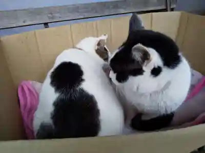 御誕生寺（猫寺）(福井県)